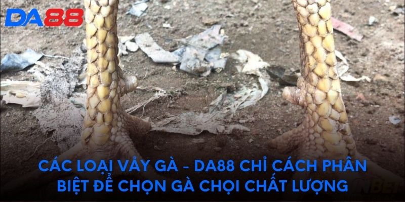 Các loại vảy gà - DA88 chỉ phân biệt để chọn gà chất lượng