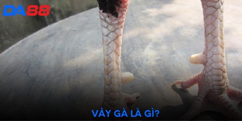 Vảy gà là gì?