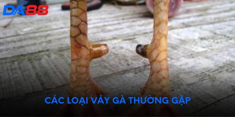 Các loại vảy gà thường gặp