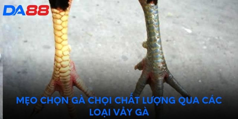 Mẹo chọn gà chọi chất lượng qua các loại vảy gà