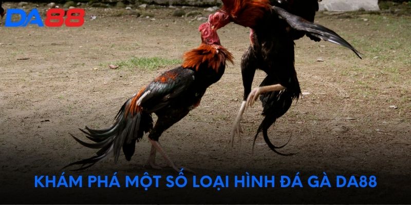 Khám phá một số loại hình đá gà DA88