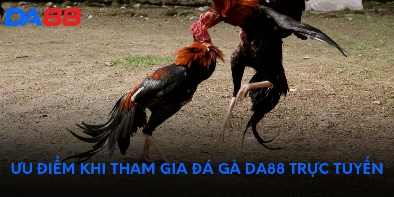 Ưu điểm khi tham gia đá gà DA88 trực tuyến