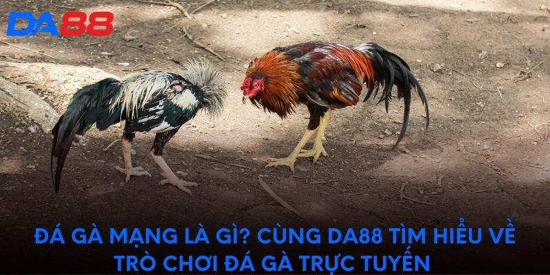 Đá gà mạng là gì? Cùng DA88 tìm hiểu về trò chơi đá gà