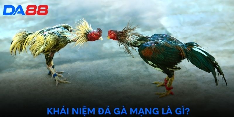 Khái niệm đá gà mạng là gì?