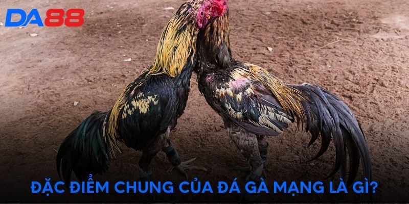 Đặc điểm chung của đá gà mạng là gì?