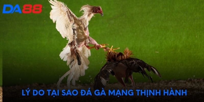 Lý do tại sao đá gà mạng thịnh hành